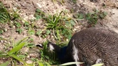  Güzel bir tavus kuşunun yakın çekimi