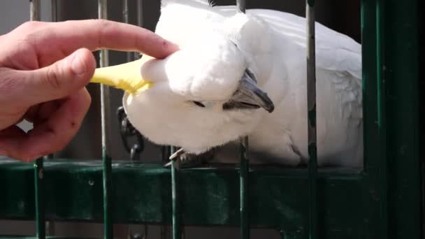 Primer Plano Lindo Pájaro Loro Blanco — Vídeos de Stock