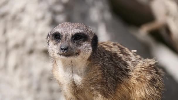 Detailní Záběr Meerkat Přírodním Pozadí — Stock video