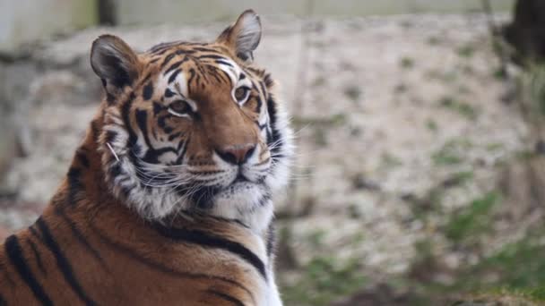 Κοντινό Πλάνο Μιας Τίγρης Στο Ζωολογικό Κήπο Στο Παρασκήνιο — Αρχείο Βίντεο
