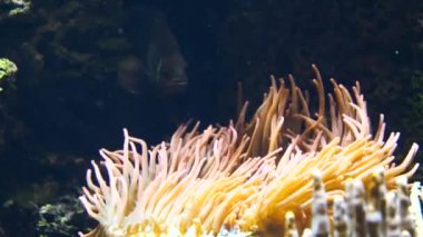 Akvaryumdaki su altı mercan resifleri