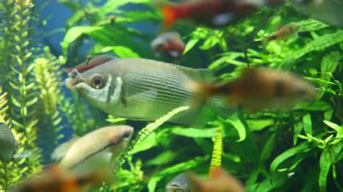 Güzel sualtı dünyası. yeşil sudaki akvaryum balığı.