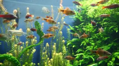 Güzel sualtı dünyası. yeşil sudaki akvaryum balığı.