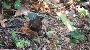 Arkadaki ormanda bir kuşa yaklaş.
