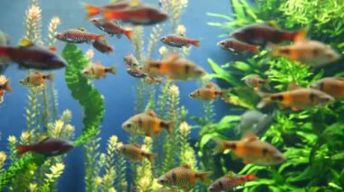 Güzel sualtı dünyası. yeşil sudaki akvaryum balığı.