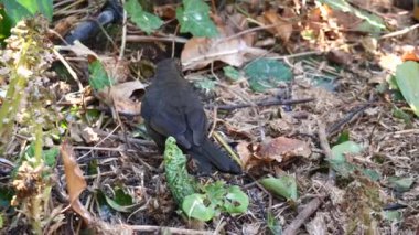 Arkadaki ormanda bir kuşa yaklaş.