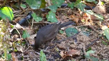 Arkadaki ormanda bir kuşa yaklaş.