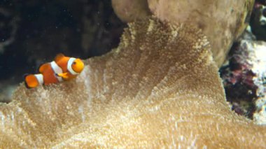 Akvaryumdaki güzel tropikal balıklar