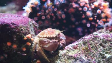 Güzel deniz manzarası ve Yengeç