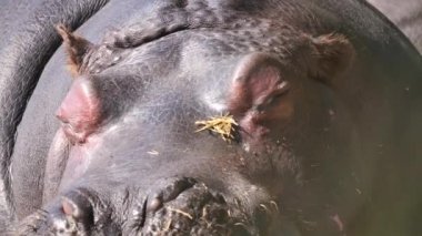 Hayvanat bahçesindeki Hypo 'nun doğa geçmişini kapatın.