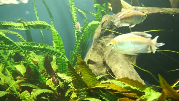 Beautiful Underwater World Aquarium Fish Green Water — 비디오