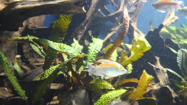 Krásný Podmořský Svět Akvarijní Ryby Zelené Vodě — Stock video