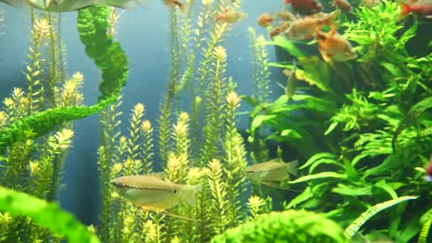 Krásný Podmořský Svět Akvarijní Ryby Zelené Vodě — Stock video
