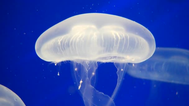 Hermoso Mundo Submarino Con Medusas Sobre Fondo Naturaleza — Vídeos de Stock