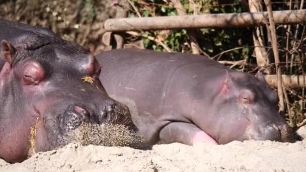 Primer Plano Hypo Zoológico Fondo Naturaleza — Vídeos de Stock