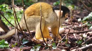 Maymun Saimiri 'nin ormanın arka planında yakın plan fotoğrafı.