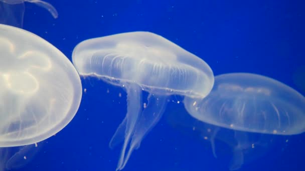 Hermoso Mundo Submarino Con Medusas Sobre Fondo Naturaleza — Vídeo de stock