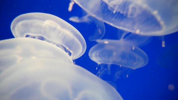 Piękny Podwodny Świat Meduzami Tle Natury — Wideo stockowe