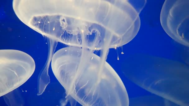 Beautiful Underwater World Jellyfish Nature Background — Stock Video