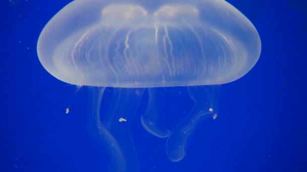 Piękny Podwodny Świat Meduzami Tle Natury — Wideo stockowe