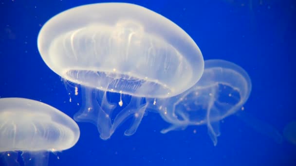 Beautiful Underwater World Jellyfish Nature Background — Stock Video