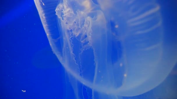 Krásný Podvodní Svět Medúzy Přírodním Pozadí — Stock video