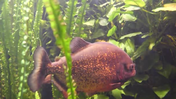 Zelené Tropické Ryby Akváriu — Stock video