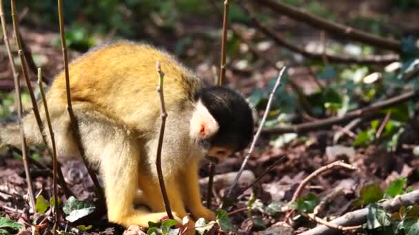 Closeup Monkey Saimiri Forest Nature Background — Stock Video