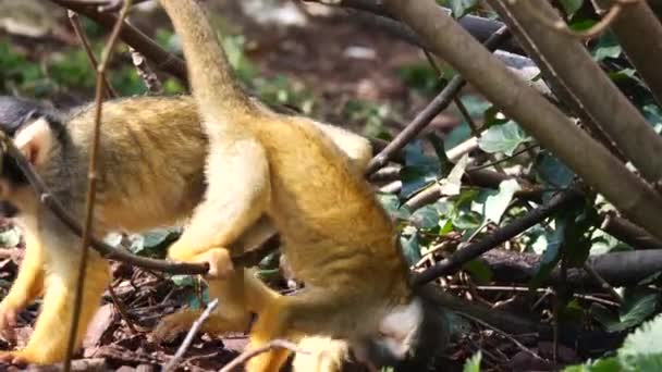 Saimiri Maymunlarının Ormanın Arka Planında Yakın Plan Görüntüleri — Stok video