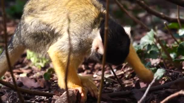 Closeup Monkey Saimiri Forest Nature Background — Stock Video