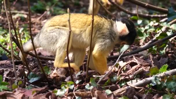 Primer Plano Del Mono Saimiri Bosque Sobre Fondo Naturaleza — Vídeo de stock