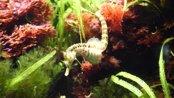 Gyönyörű Színes Csikóhal Úszás Akváriumban — Stock videók