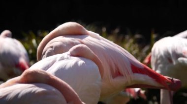 Hayvanat bahçesinde pembe flamingolar.