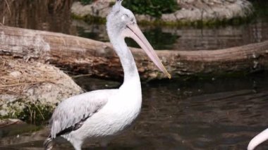 Gölde beyaz pelikan, hayvanat bahçesi