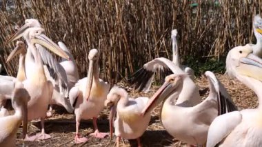 beyaz pelikan kuşlar doğa arka planında