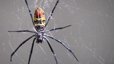 Örümcek ağı, flora ve fauna ile ipek örümcek