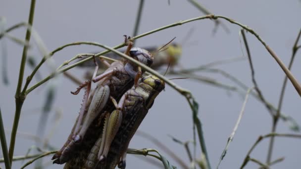 Close Van Sprinkhanen Bug Natuur Achtergrond — Stockvideo