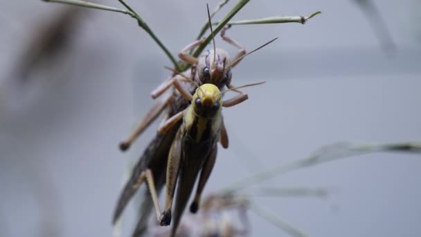 Close Van Sprinkhanen Bug Natuur Achtergrond — Stockvideo