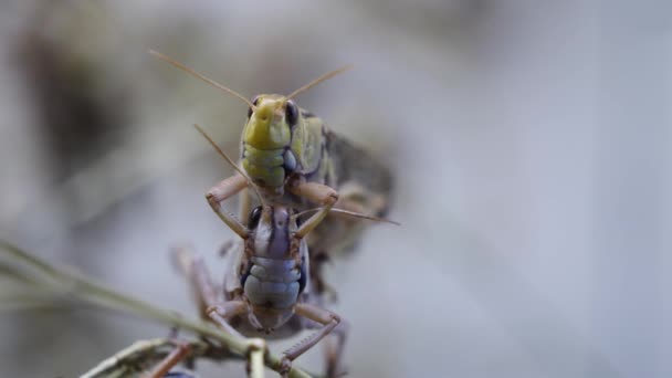 Close Van Sprinkhaan Bug Natuur Achtergrond — Stockvideo