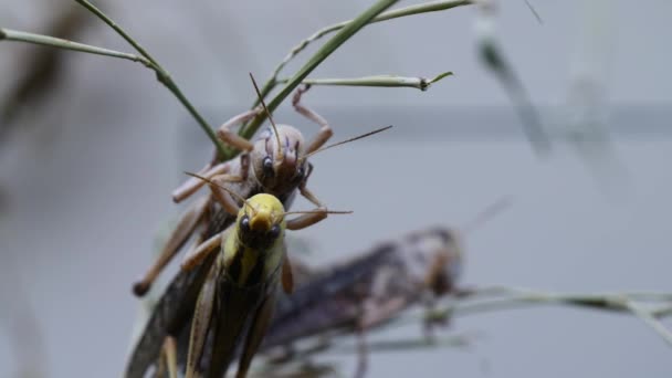 Gros Plan Sauterelles Bug Sur Fond Nature — Video
