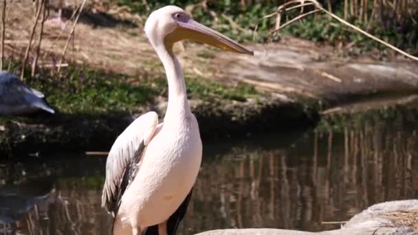 Beyaz Pelikan Kuşu Doğa Arka Planında — Stok video