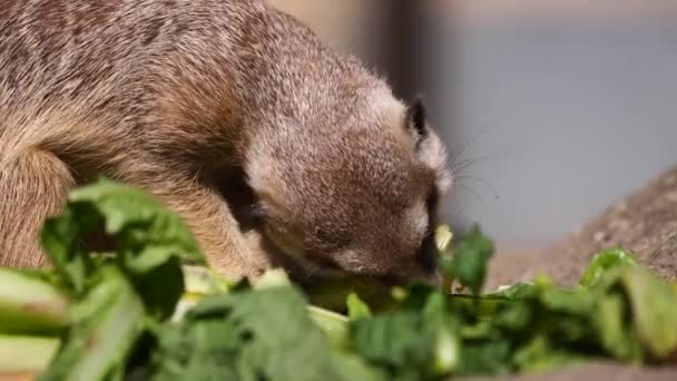Mignonne Meerkat Manger Sur Fond Nature — Video