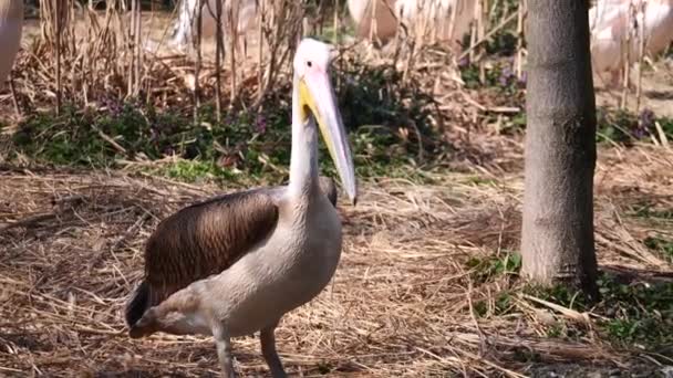 Pélican Blanc Oiseau Sur Fond Nature — Video