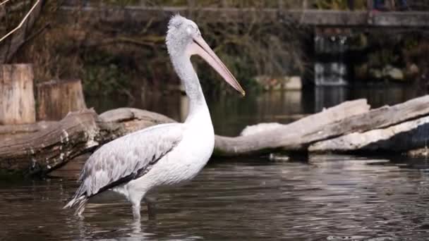 Suda Beyaz Pelikan Doğanın Arka Planında — Stok video