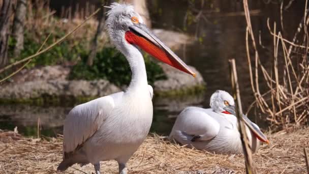 Pelícanos Blancos Aves Sobre Fondo Naturaleza — Vídeos de Stock