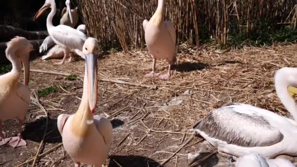Beyaz Pelikan Kuşlar Doğa Arka Planında — Stok video