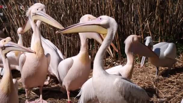 Vita Pelikaner Fåglar Naturen Bakgrund — Stockvideo