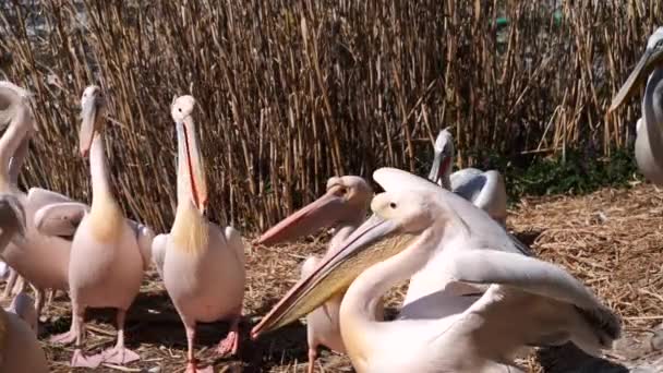 White Pelicans Birds Nature Background — 비디오
