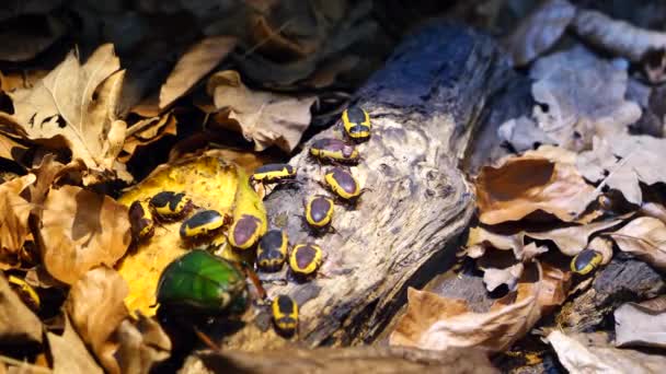 以自然背景为背景的玫瑰甲虫特写 — 图库视频影像