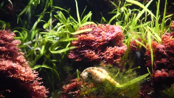 Zblízka Krásné Moře Seahorse Pozadí — Stock video